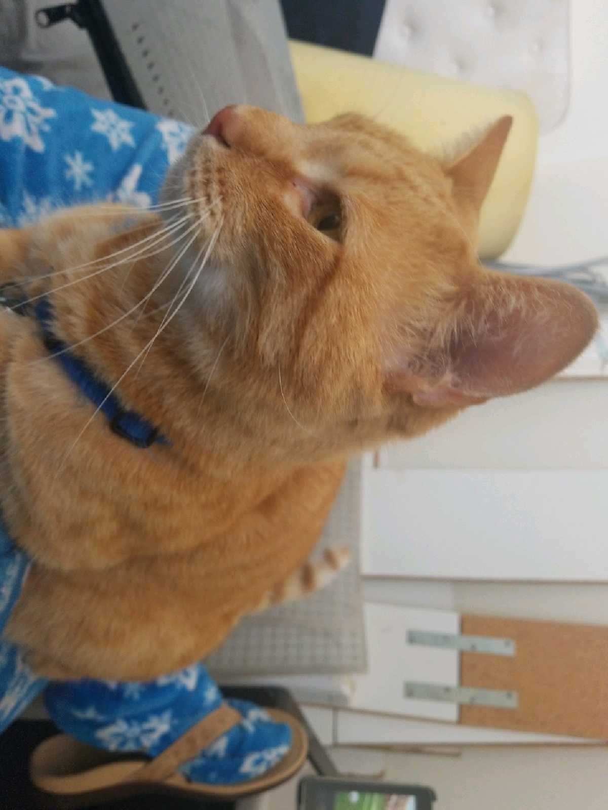 Orange tabby cat Jase sitting on Sandy Eulitt's lap in her sewing room