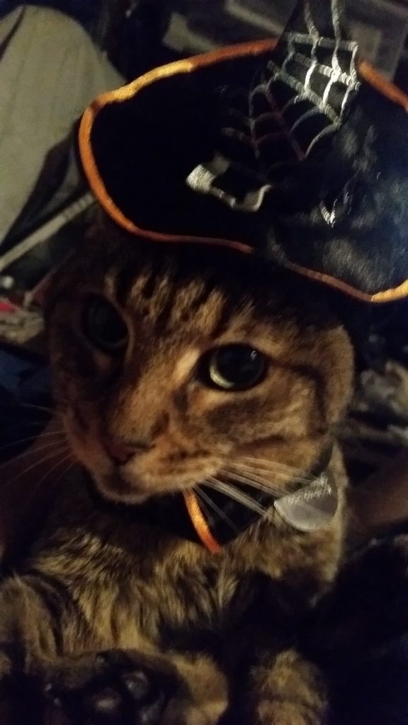 Virgo abyssinian cat in her witch Halloween costume.