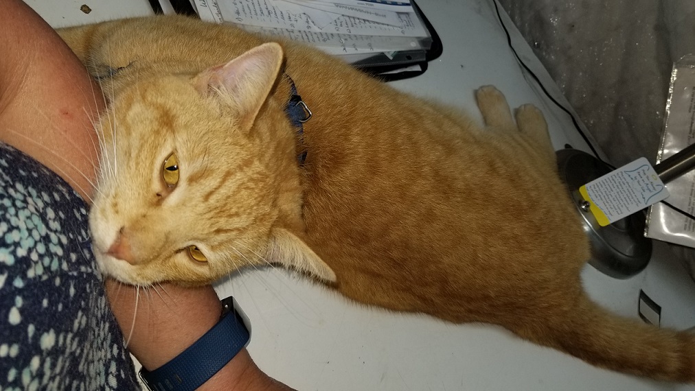 Jase, the orange tabby, with his head on Sandy Eulitt's forearm, looking sweet and being loveable.