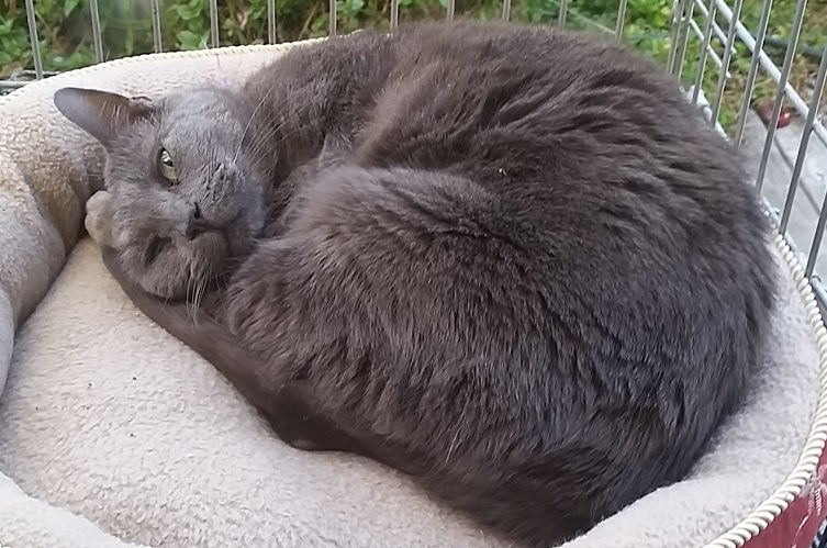 Cassiopeia, my little Grey Goose Russian Blue cat, named for the Queen of Ethiopia constellation, or the "W" or "M" in the northern sky